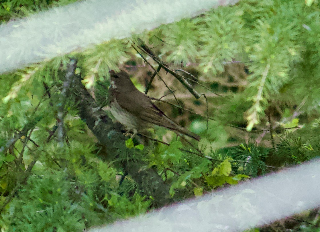 Дрізд чорноволий - ML643679676