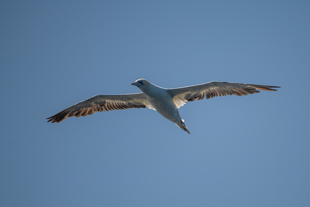 Australasian Gannet - ML643679681