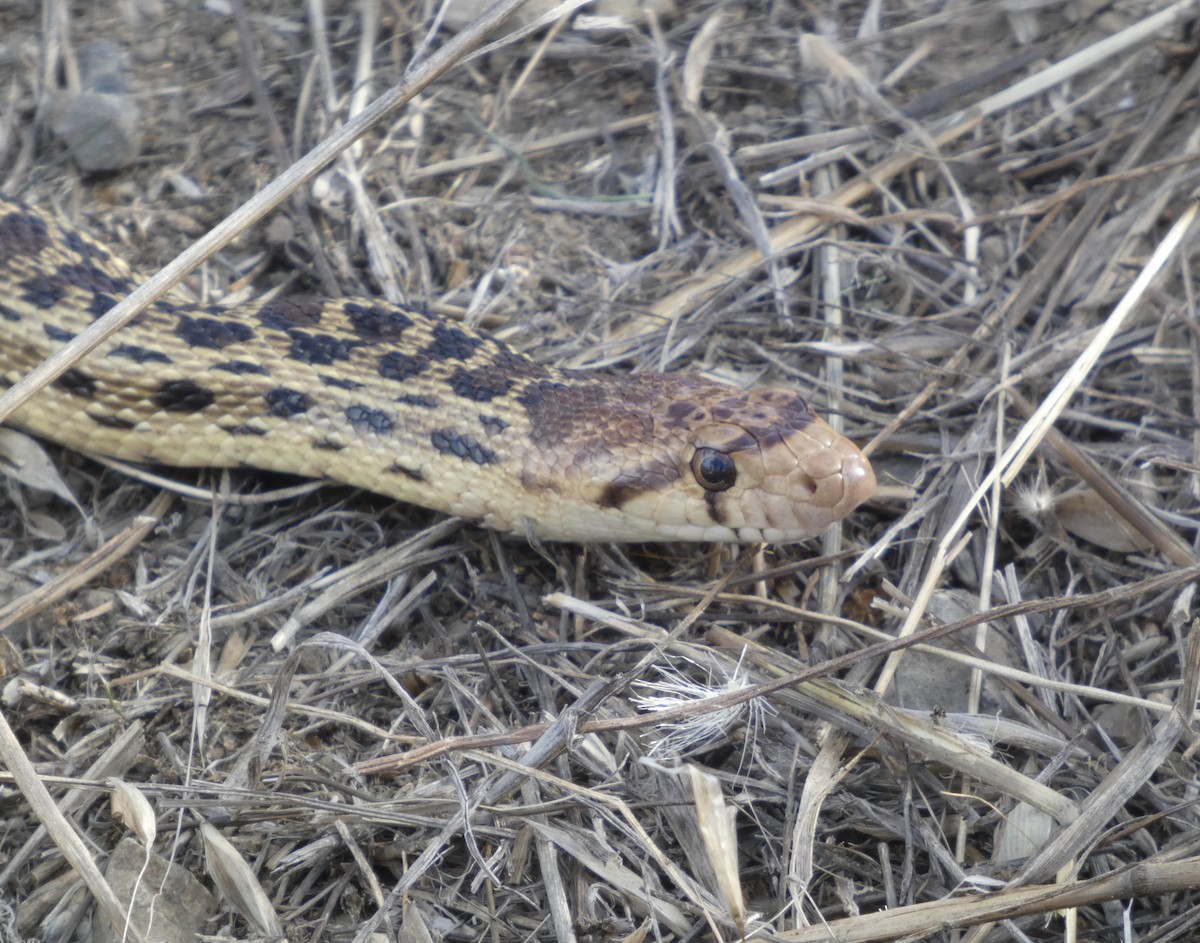 Gopher Snake - ML643679683