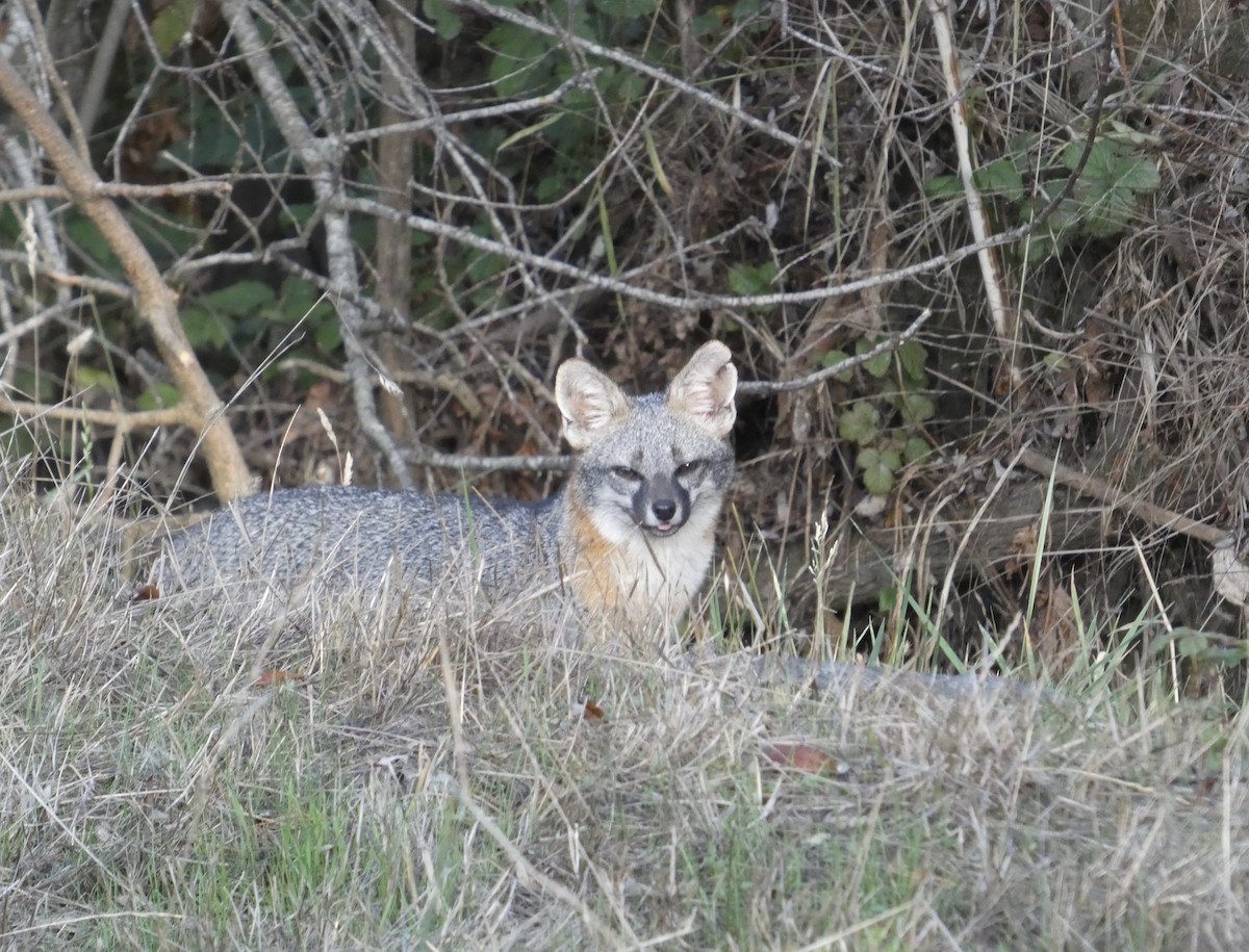 Gray Fox - ML643679686