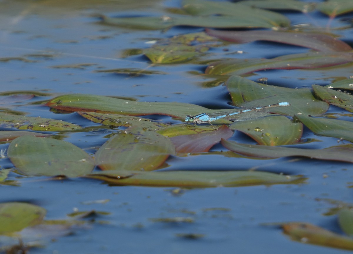 Tule Bluet - ML643679706