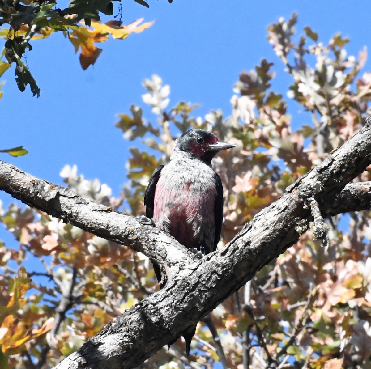 datel červenolící - ML643679715