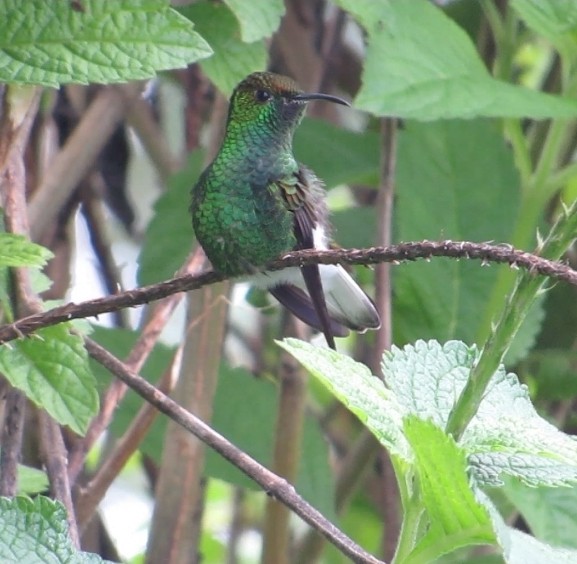 Coppery-headed Emerald - ML643679747