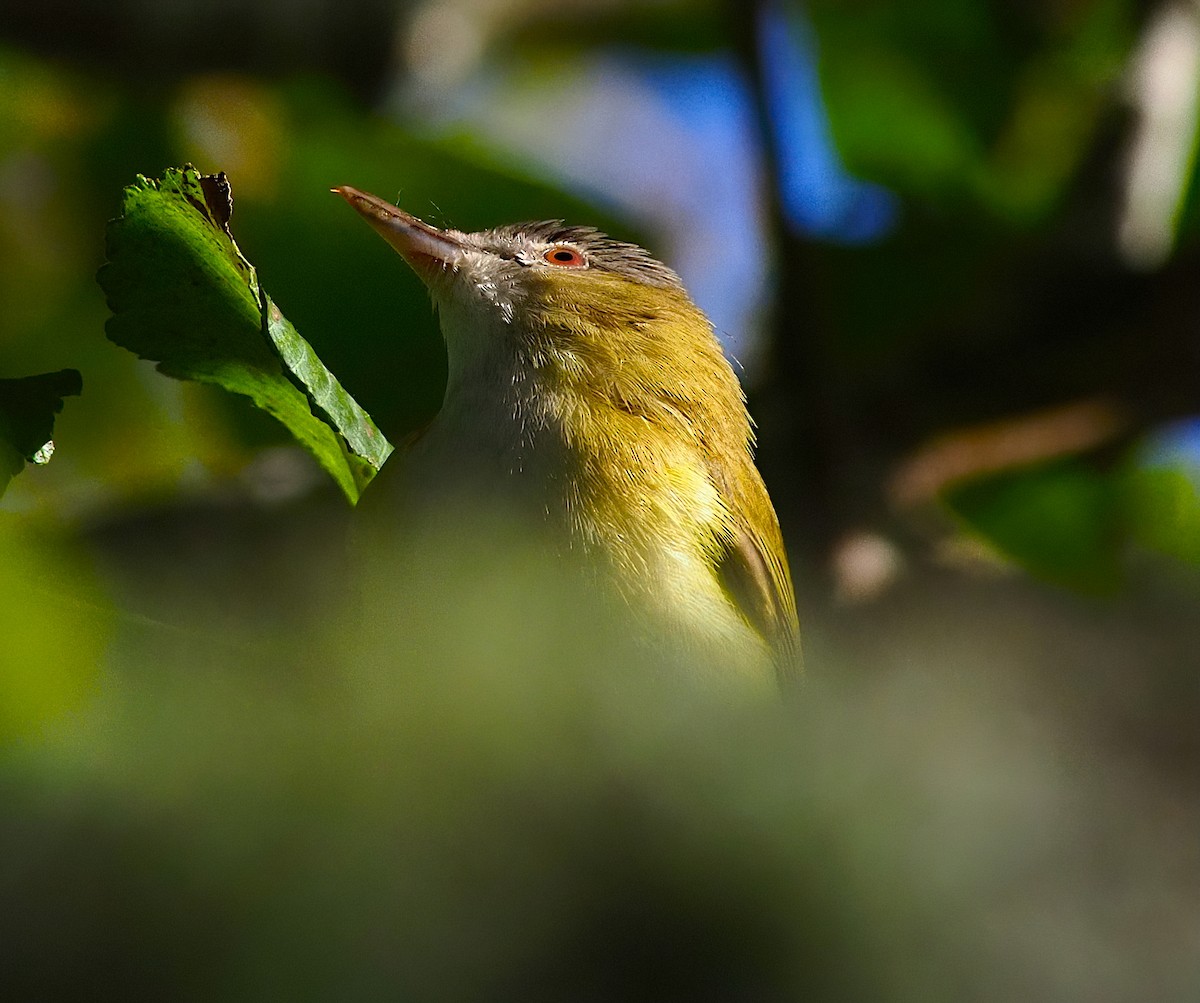 Yellow-green Vireo - ML643679754