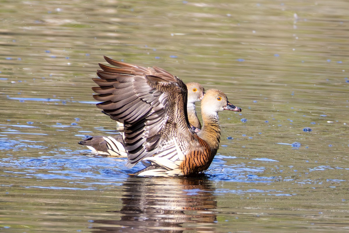 Plumed Whistling-Duck - ML643679761
