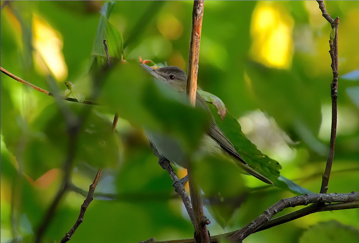 Yellow-green Vireo - ML643679762
