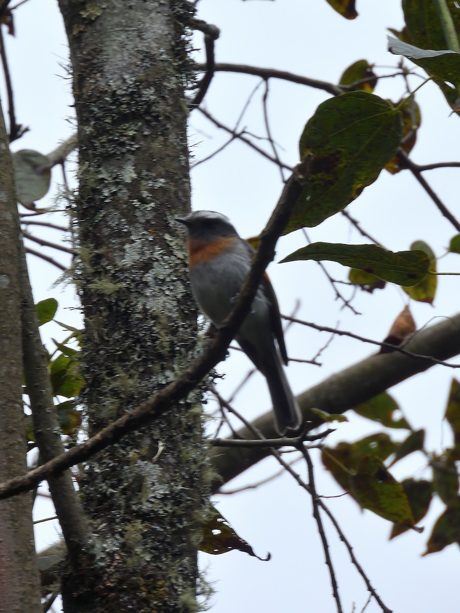 Rufous-breasted Chat-Tyrant - ML643679764