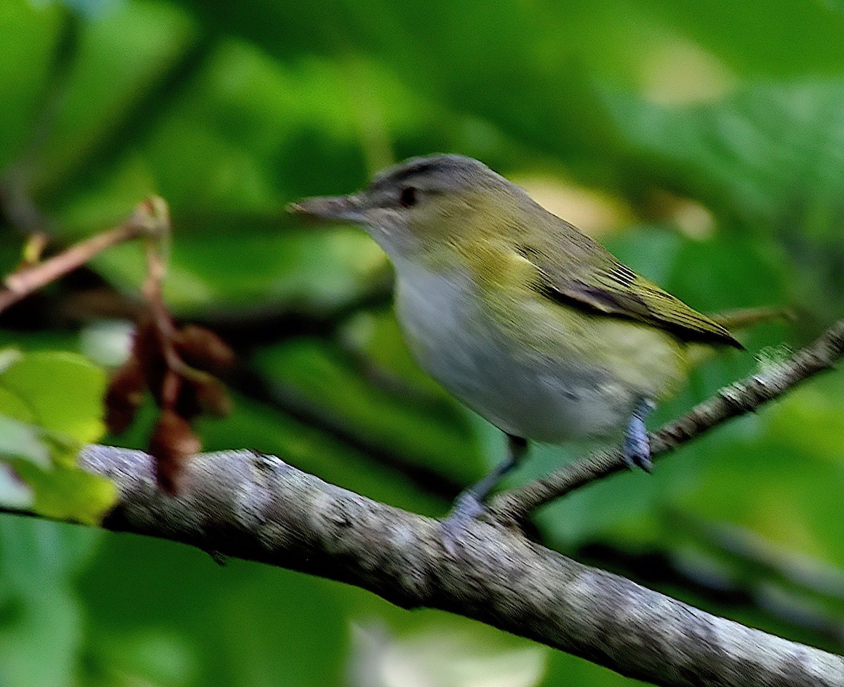 Yellow-green Vireo - ML643679765