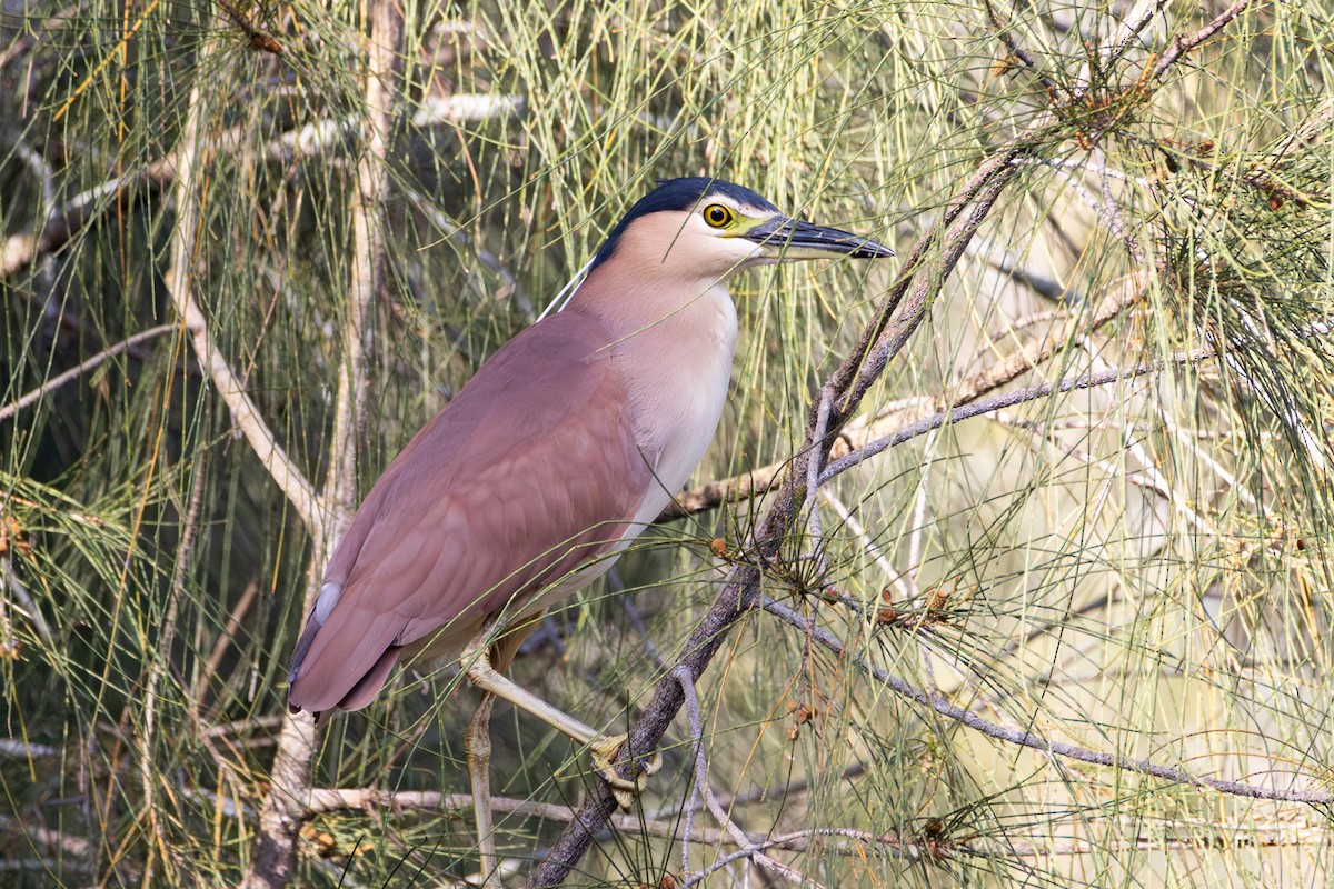 Nankeen Night Heron - ML643679766