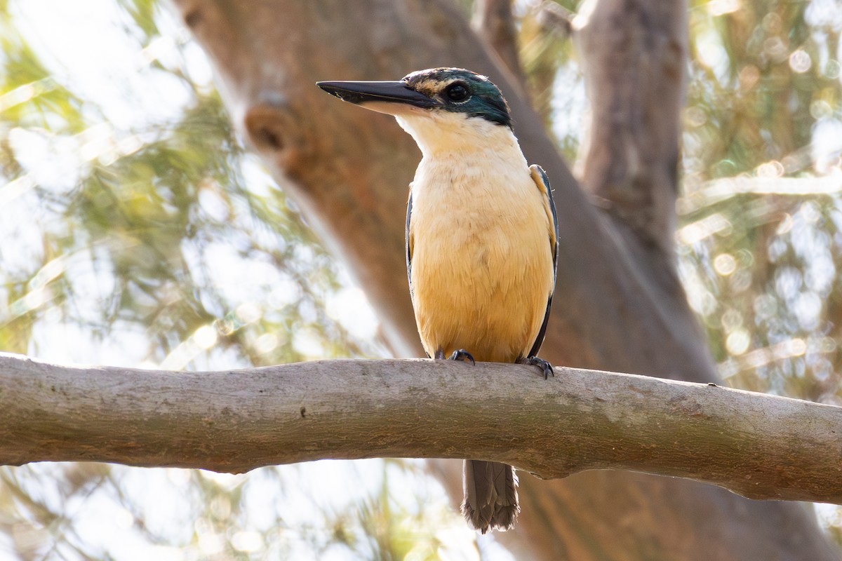 Sacred Kingfisher - ML643679771