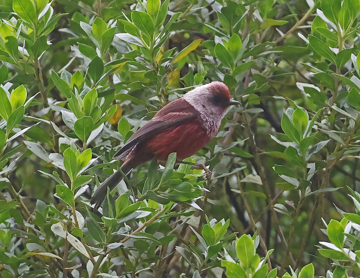 rosenparula - ML643679786