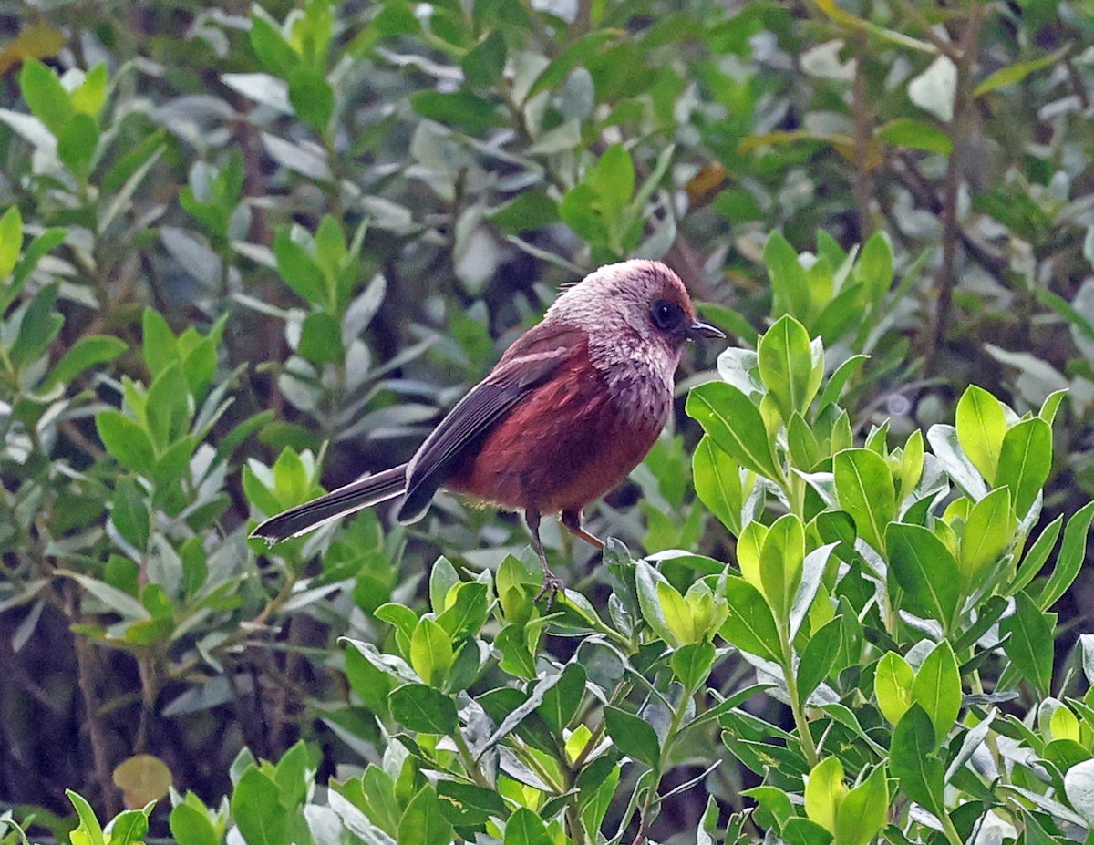 rosenparula - ML643679787