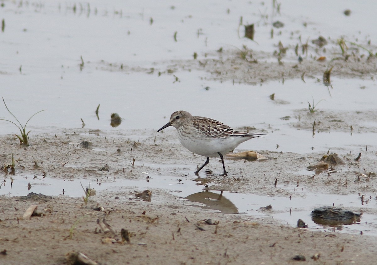 jespák tundrový - ML643679791