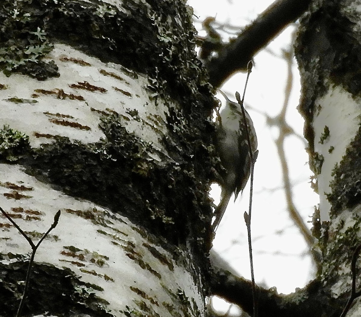 Brown Creeper - ML643679795
