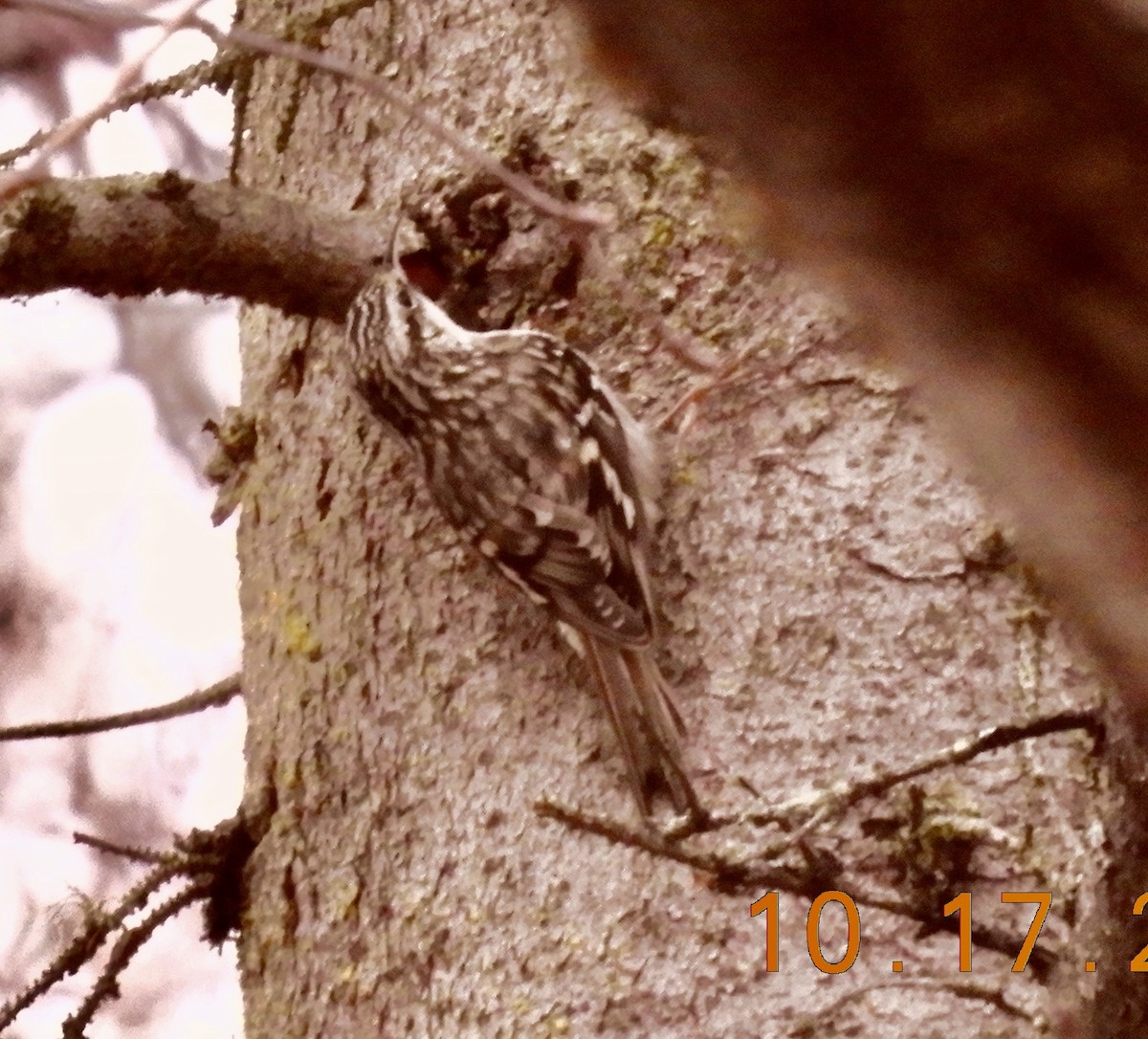 Brown Creeper - ML643679796