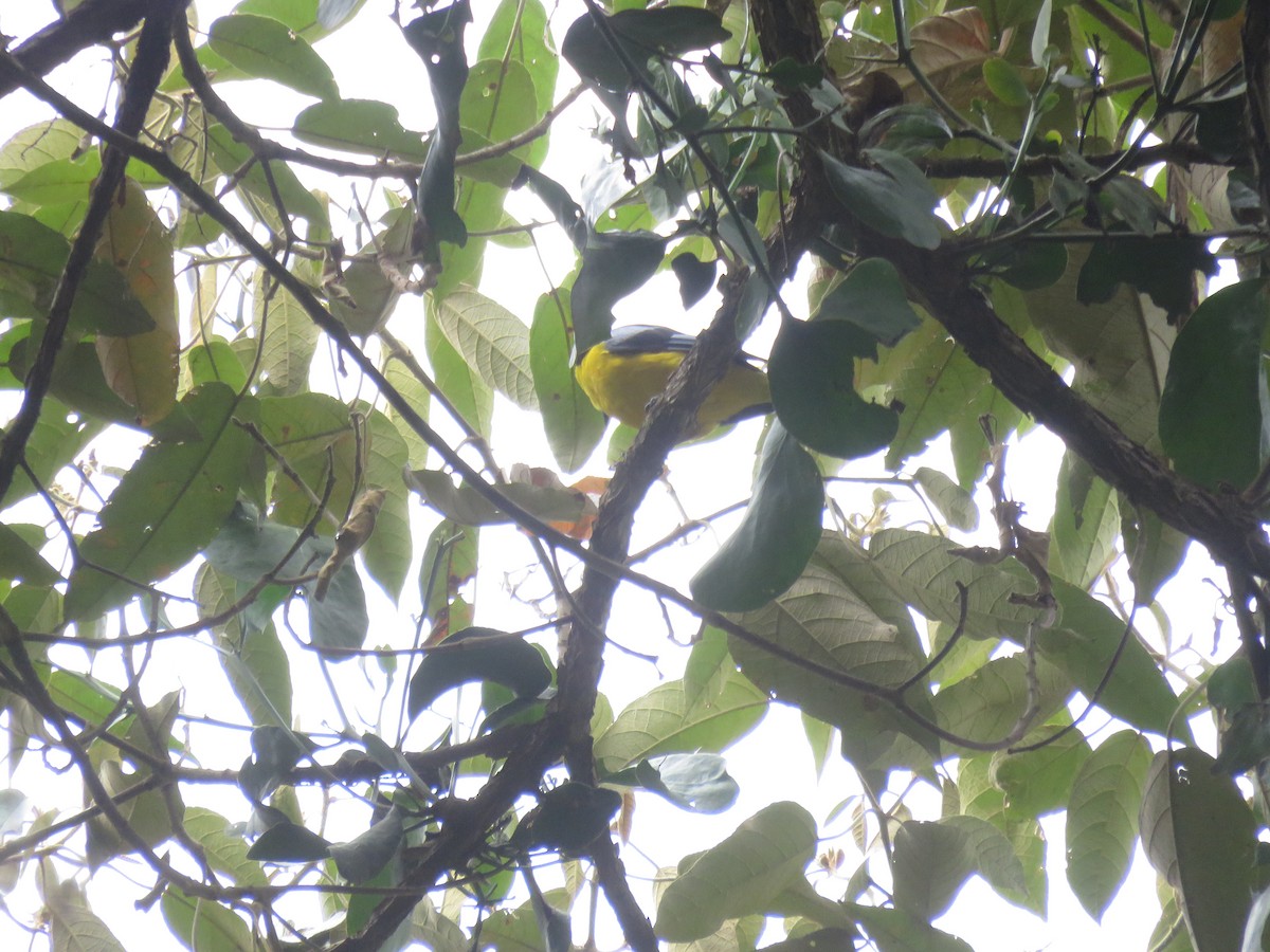 Blue-winged Mountain Tanager - ML643679799