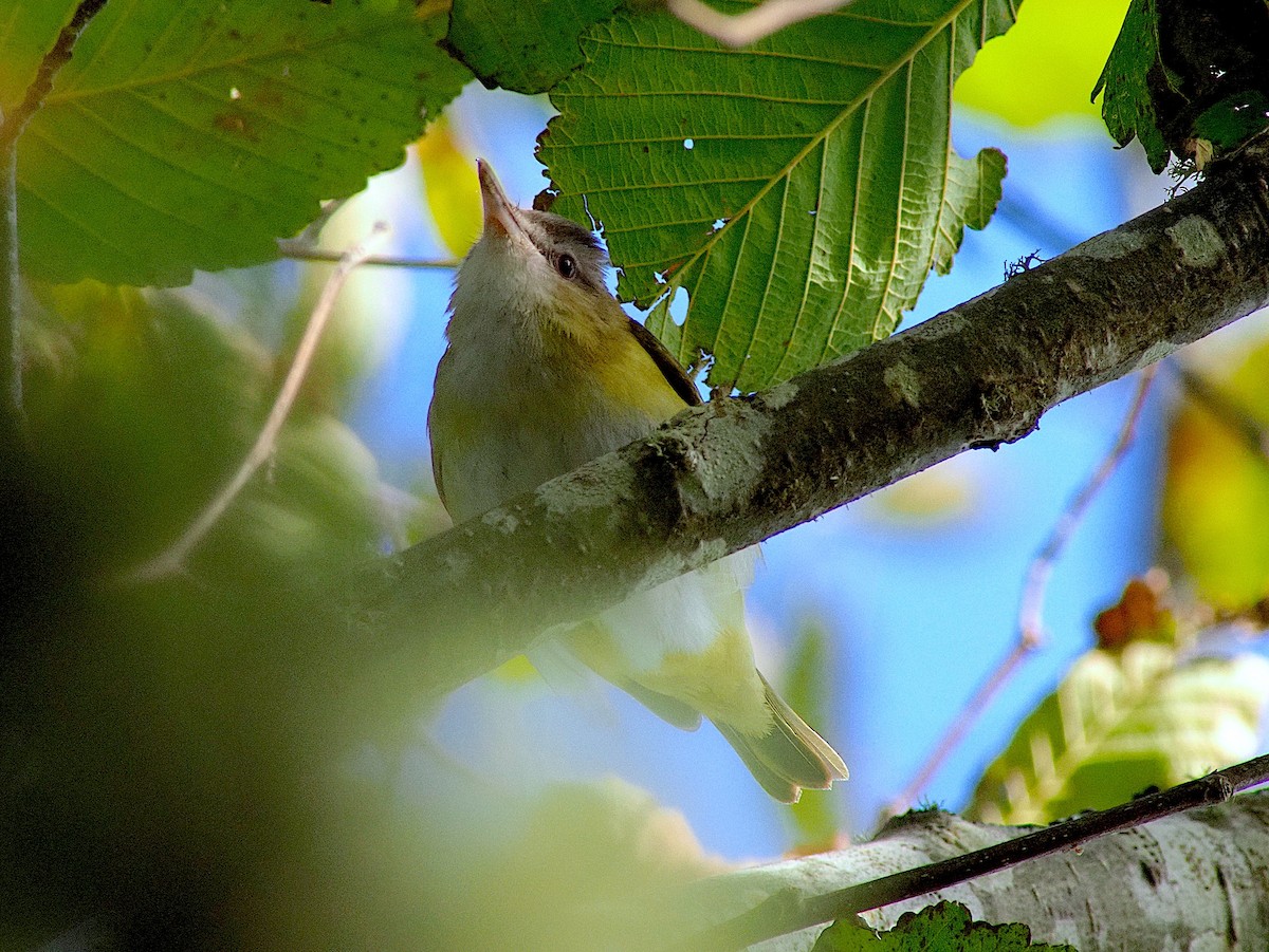 Yellow-green Vireo - ML643679806