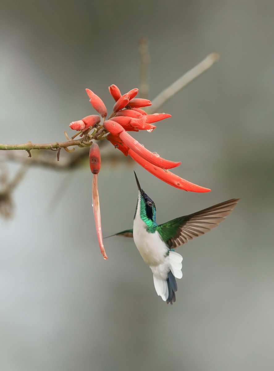 Purpurkron-Schmuckkolibri - ML643679809