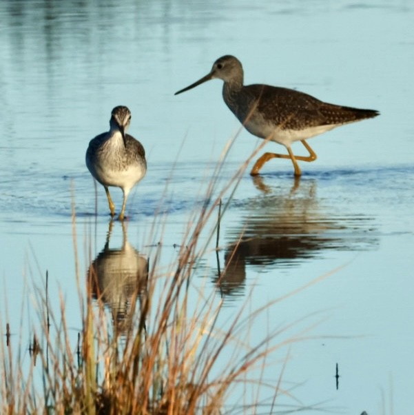 Greater Yellowlegs - ML643679823