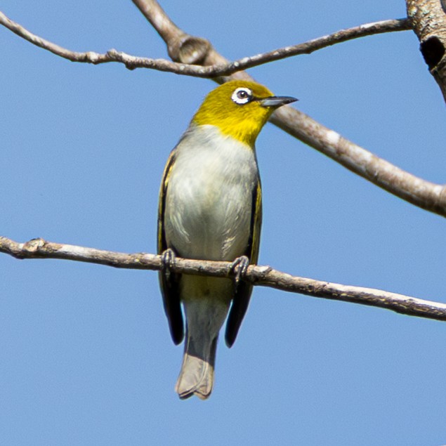 Silvereye - ML643679829