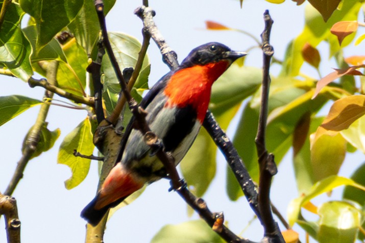 Picaflores Golondrina - ML643679832