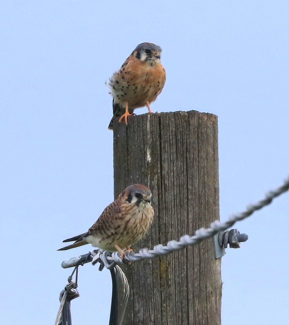 American Kestrel - ML643679859
