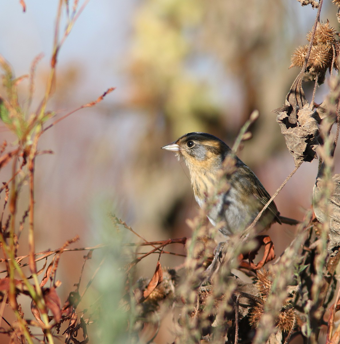 Nelson's Sparrow - ML643679868