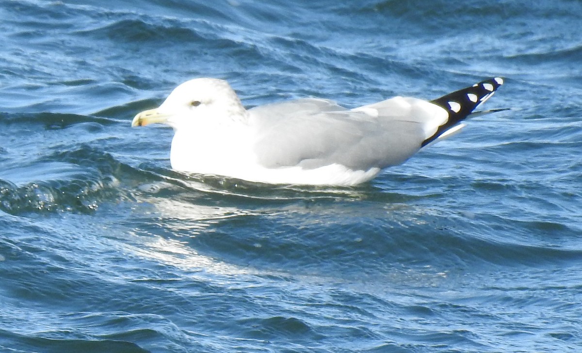 California Gull - ML643679890