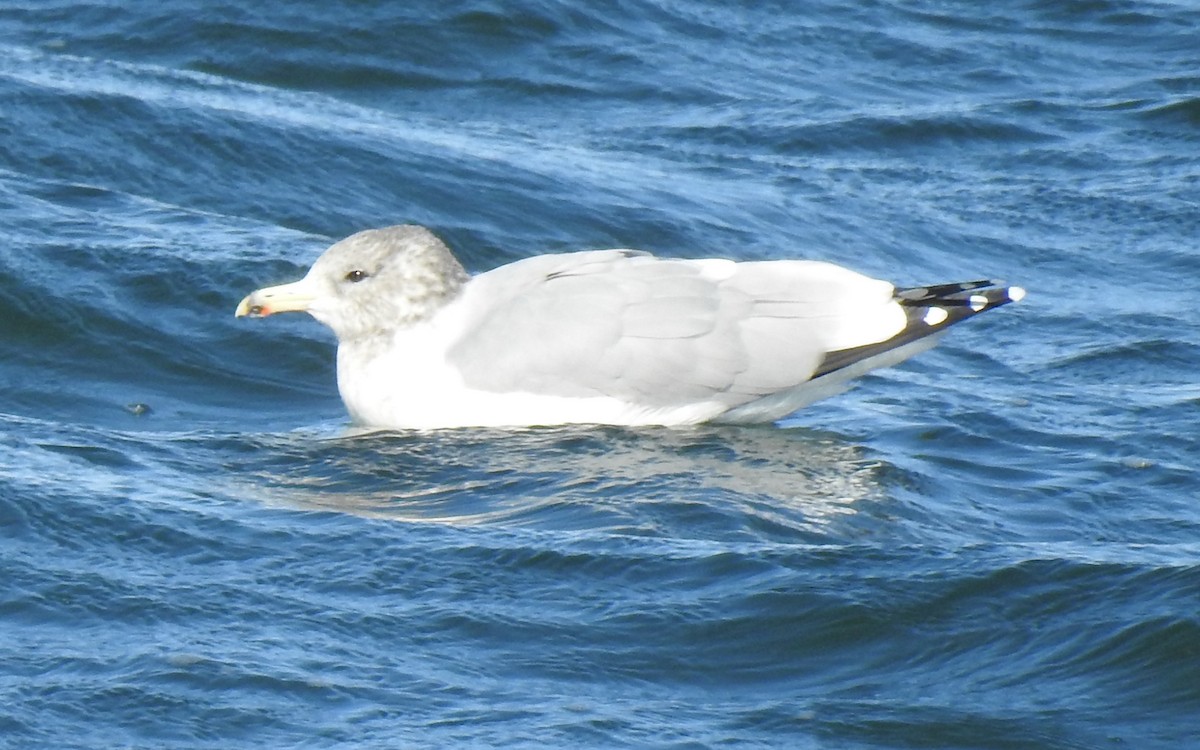 California Gull - ML643679895