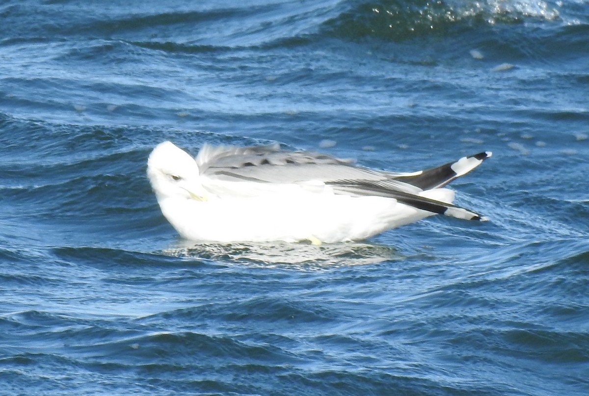 California Gull - ML643679904