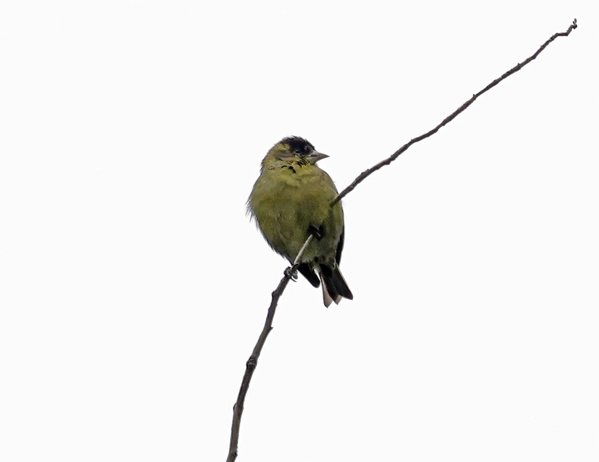Black-capped Siskin - ML643679907