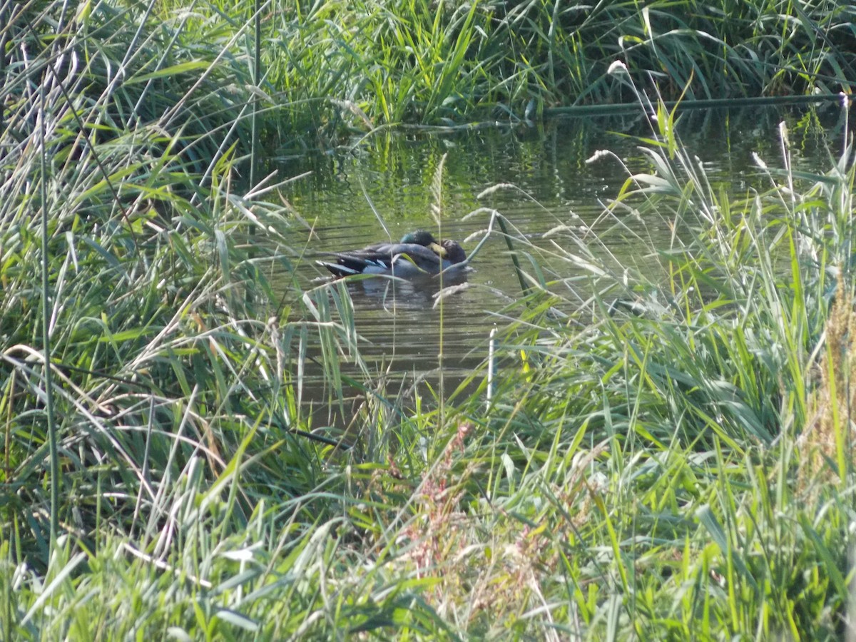 Mallard - ML643679910