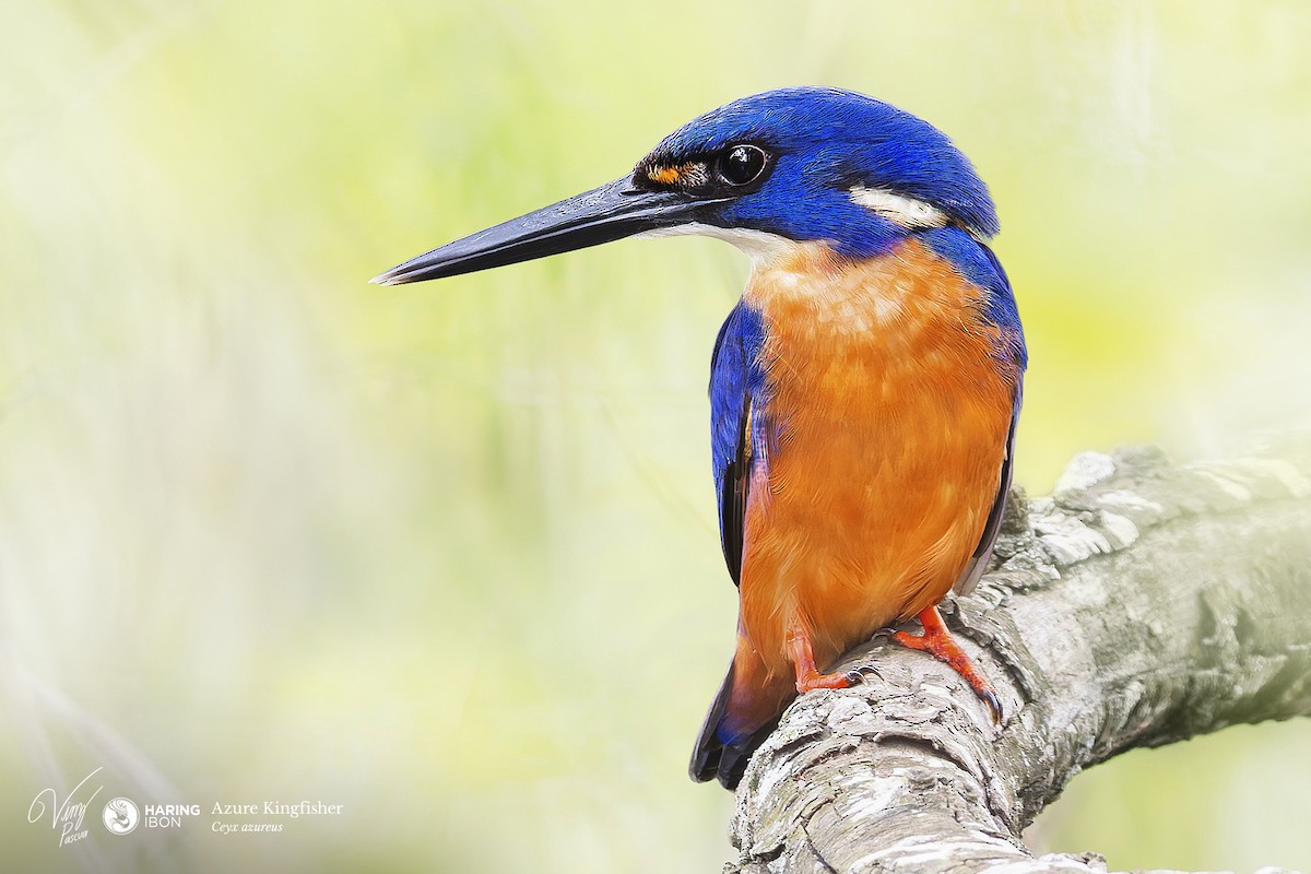 Azure Kingfisher - ML643679916
