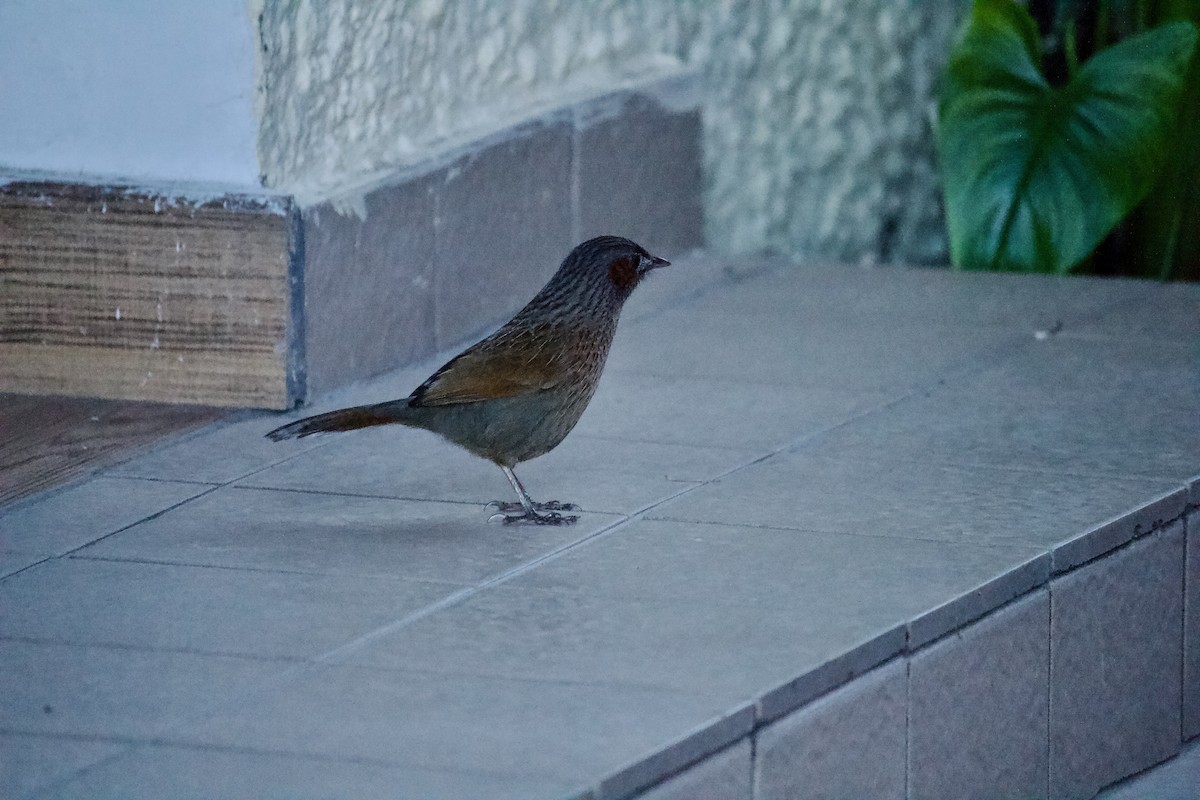Streaked Laughingthrush - ML643679924