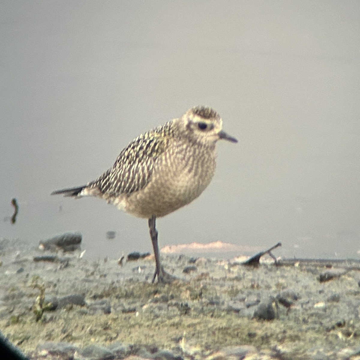American Golden-Plover - ML643679929