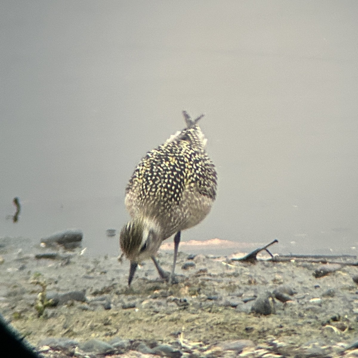 American Golden-Plover - ML643679930