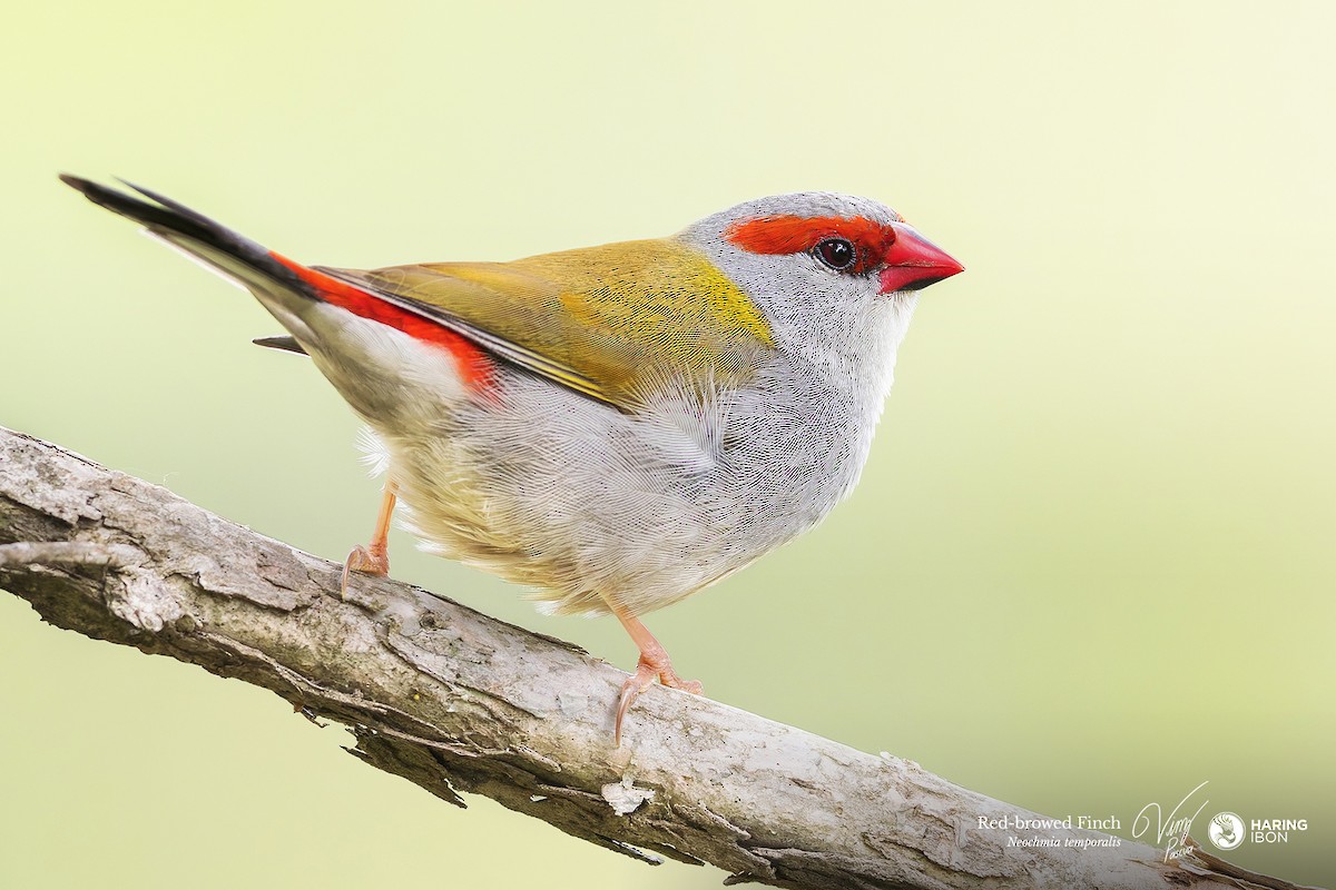 Red-browed Firetail - ML643679936