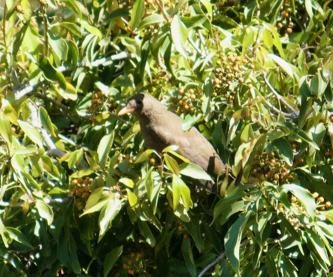 Gray-winged Blackbird - ML643679939