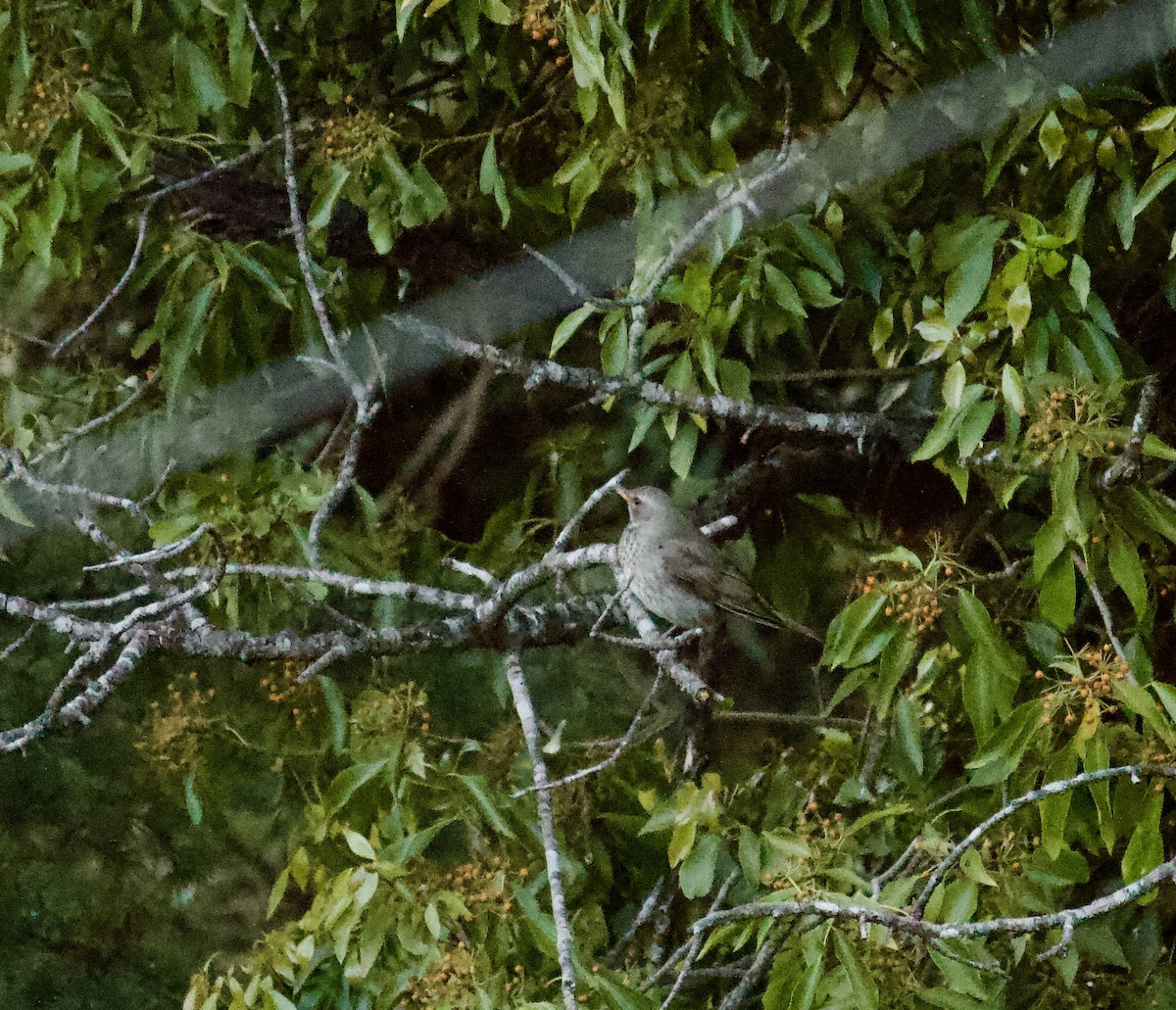 Дрізд чорноволий - ML643679949