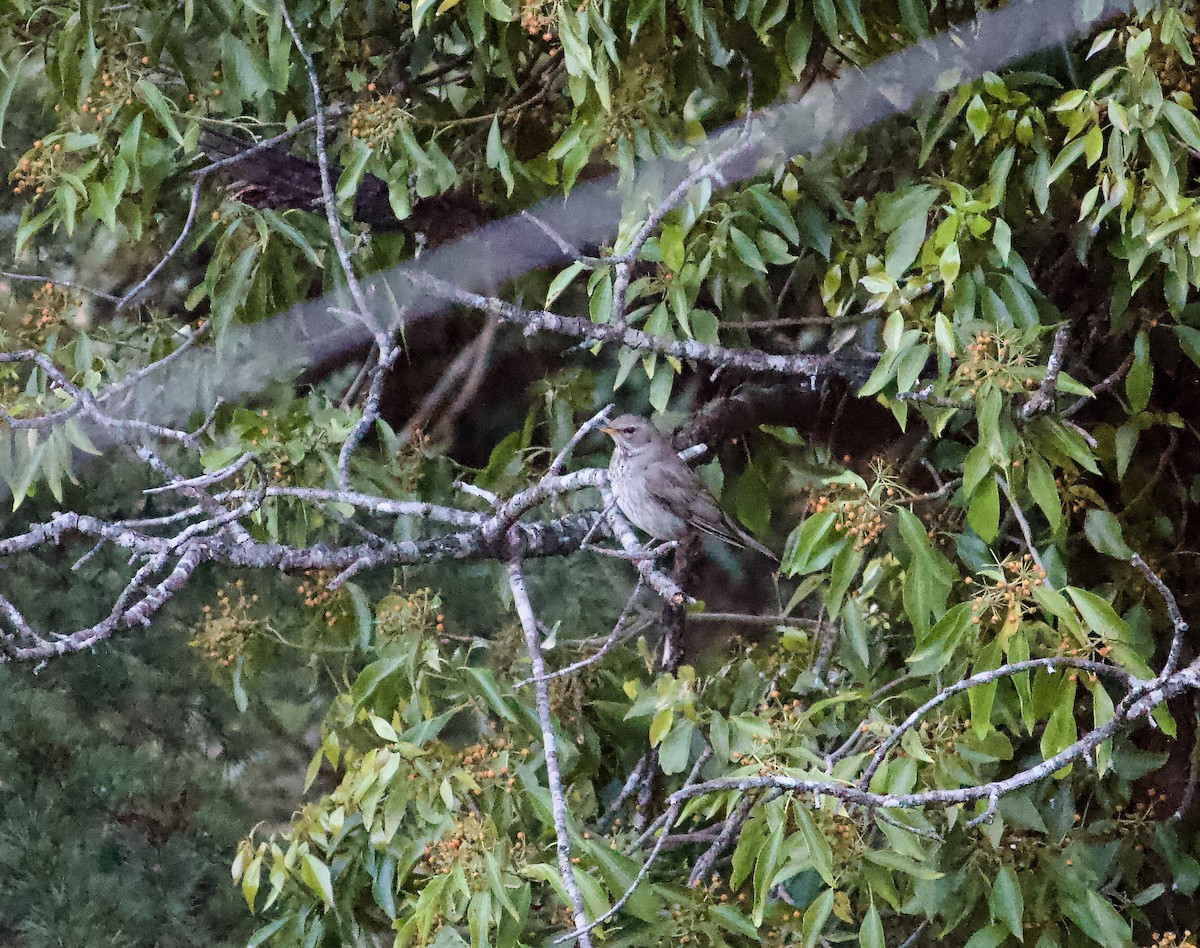 Дрізд чорноволий - ML643679950