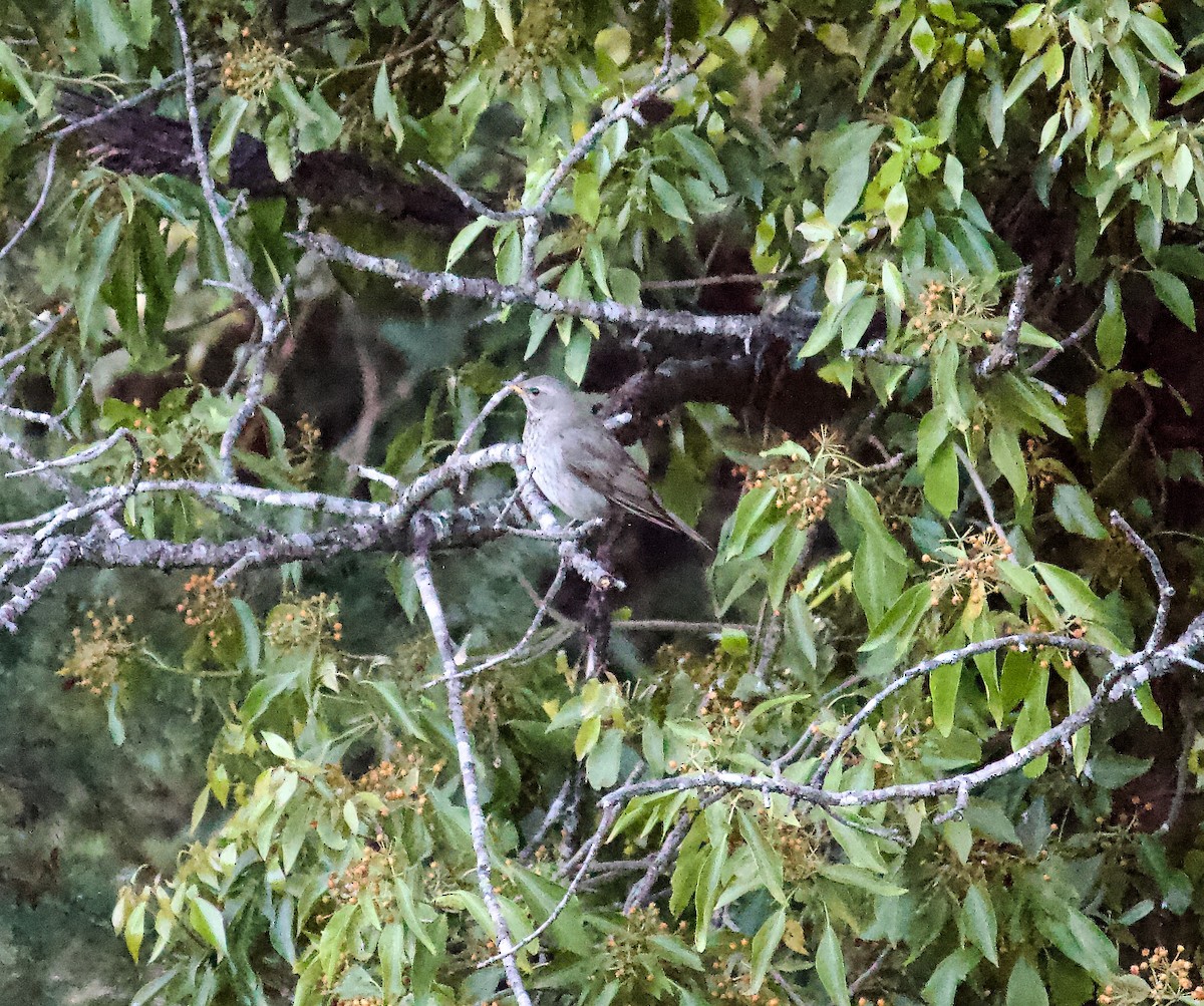 Дрізд чорноволий - ML643679951