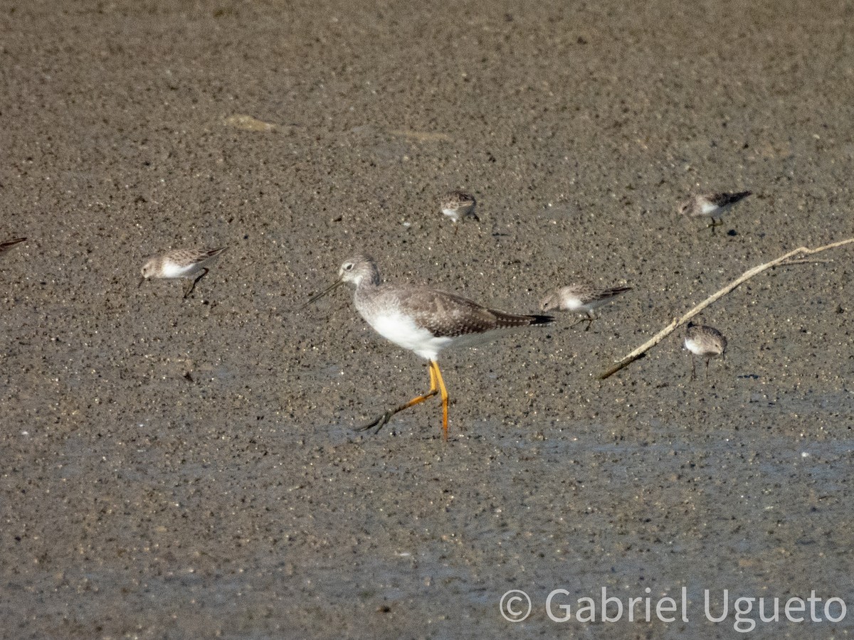 Greater Yellowlegs - ML643679966