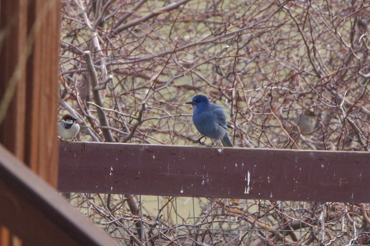 Pinyon Jay - ML643679984
