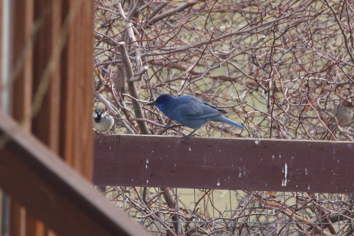 Pinyon Jay - ML643679985