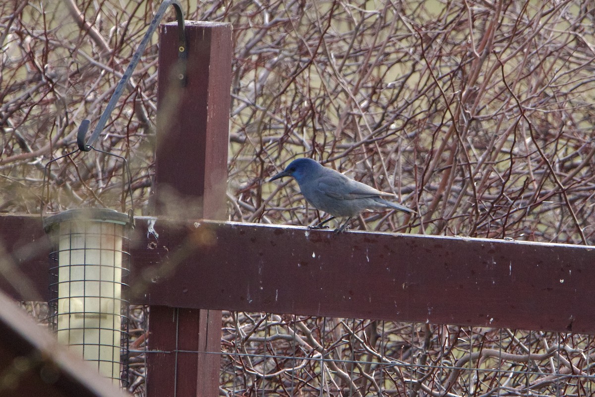 Pinyon Jay - ML643679986