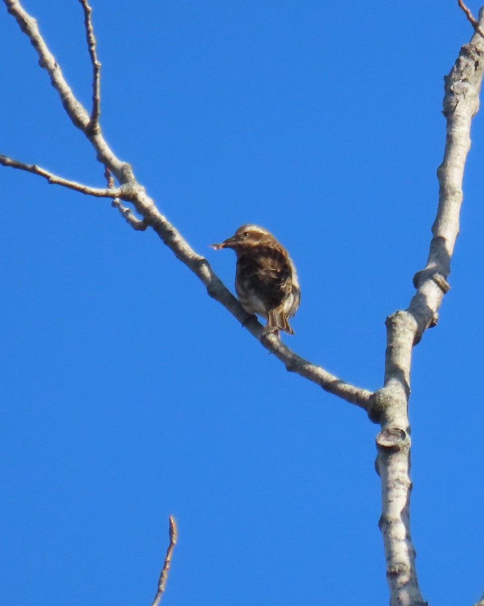 Purple Finch - ML643679995