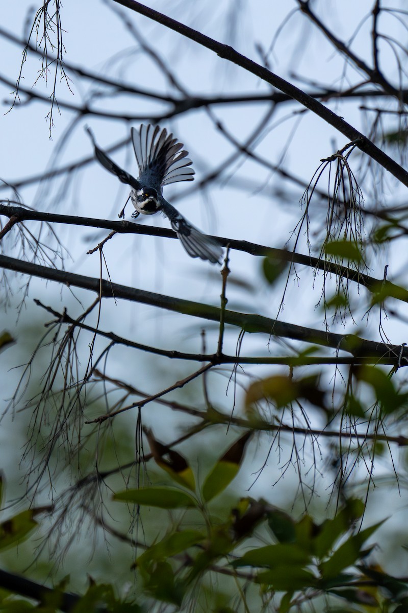 Black-throated Gray Warbler - ML643679999