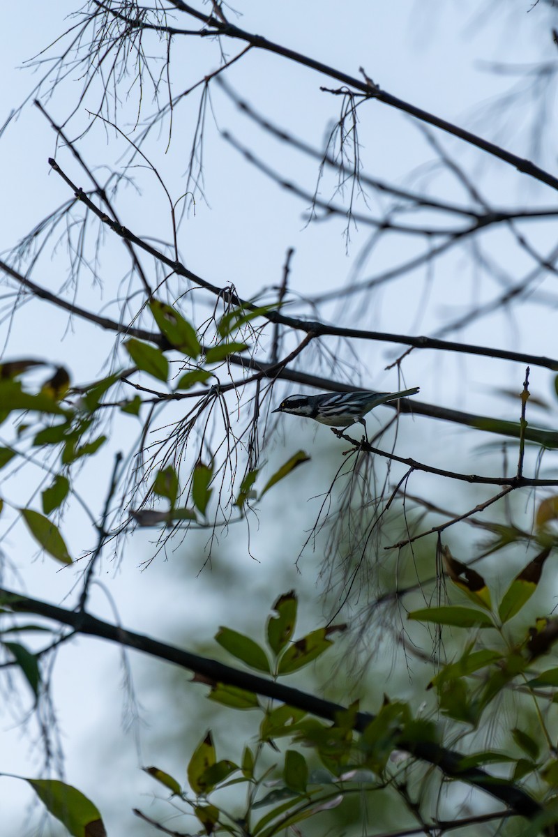 Black-throated Gray Warbler - ML643680002