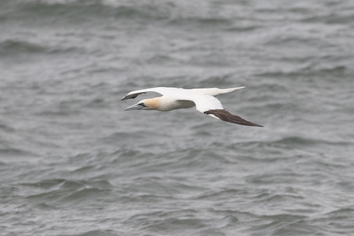 Northern Gannet - ML643680006