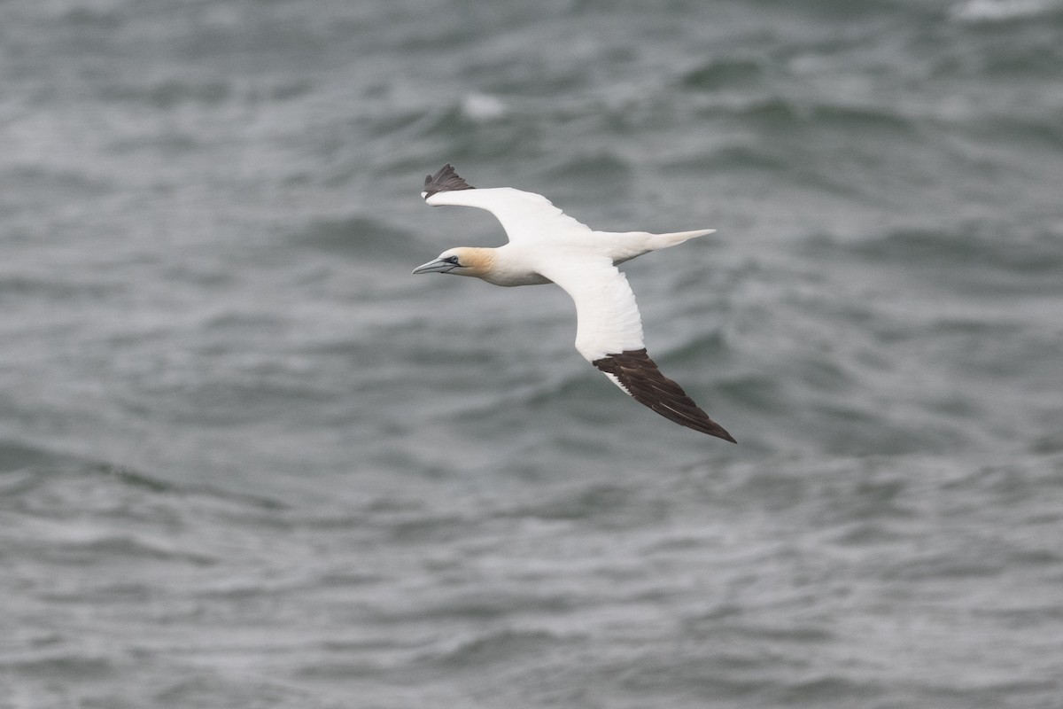 Northern Gannet - ML643680007